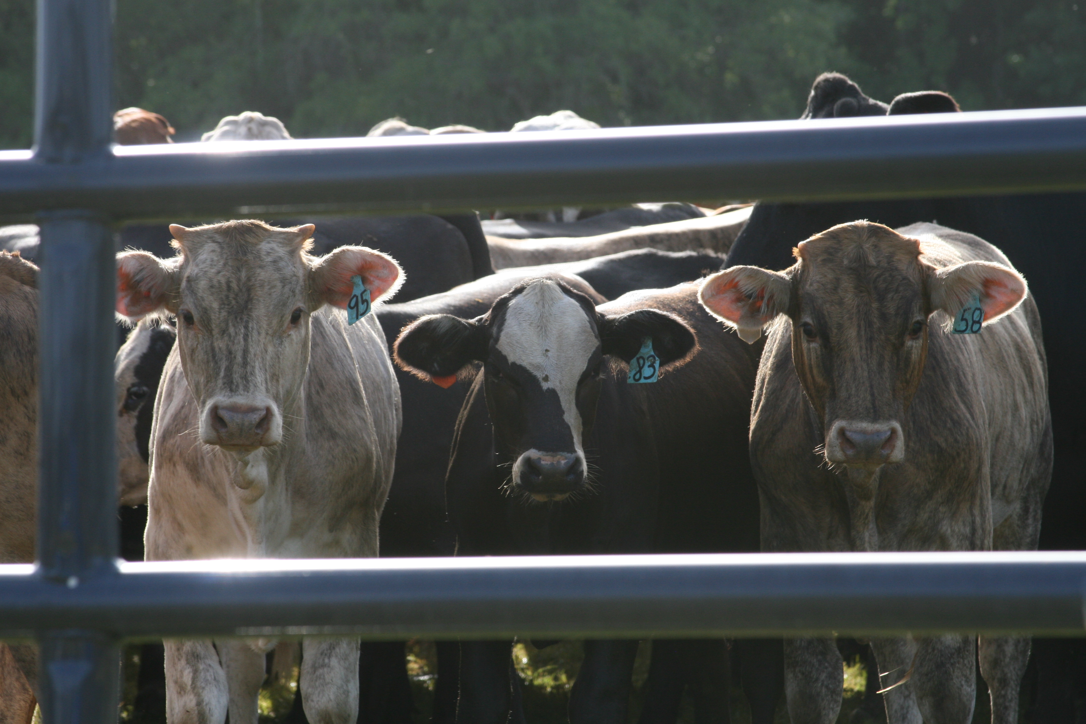 Rough Stock RSAP 04.JPG